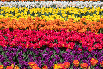 Multicolor tulips in a Dutch garden