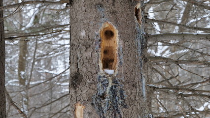 Woodpecker Holes in a Standing Dead Tree in winter