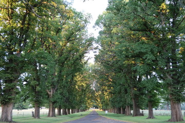 Tree allee from All Saints Anglican Gostwyck Church, Australia