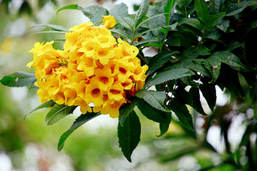 Gelbe Trompetenblume (Tecoma stans)