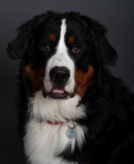 Bernese Mountain Dog (10 months old)