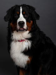 Bernese Mountain Dog (10 months old)