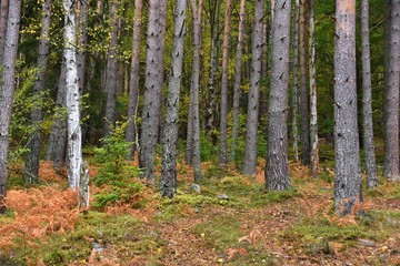 Autumn in Sumava national park - Czech republic