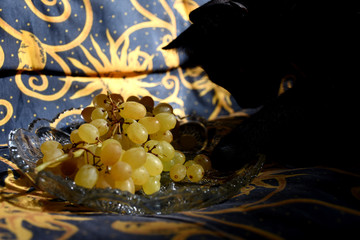 Fototapeta na wymiar elegant black cat eats grapes