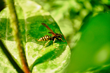 bug on a leaf