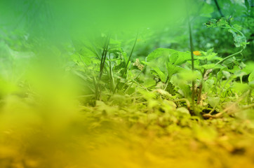 background with green leaves