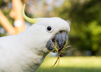 Australian Cockatoo, Sydney Australia