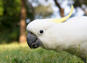 Australian Cockatoo, Sydney Australia