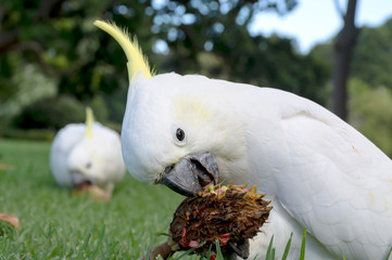 Australian Cockatoo, Sydney Australia