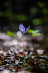 snowdrop in the forest