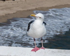Closeup of a seagull at the Paradise Cove in Malibu, Southern California