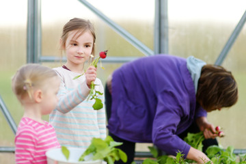 Obraz premium Cute little girl holding fresh organic radish. Child helping in a garden. Fresh healthy organic food for small kids.