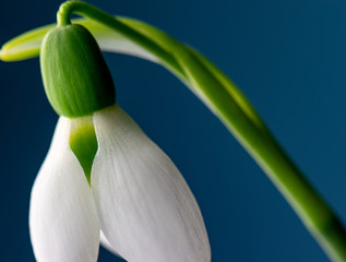 snowdrop in February 