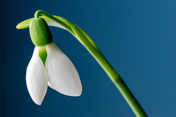snowdrop with blue background 