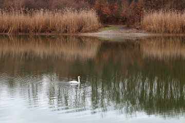 Beautiful white swan with black markings on his head swimming through a Kragujevac lake making ripples in the water and soft reed reflections in the back
