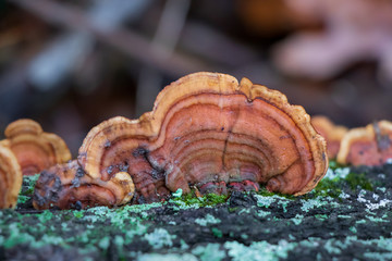 False turkey tail mushroom (Stereum ostrea) growing on a log