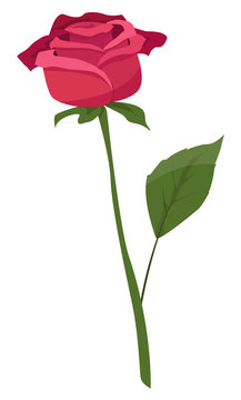 Vector illustration of a red rose isolated on a white background.