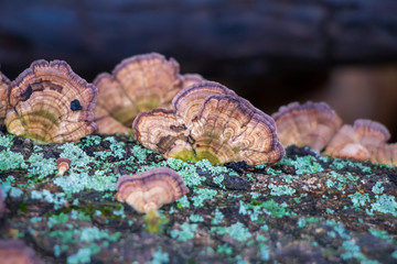 Violet-toothed polypores (Trichaptum biforme) growing on a tree log