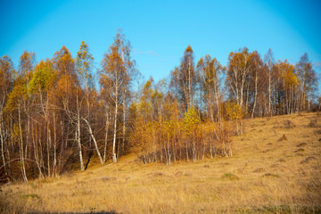 Birch tree landscape in the morning autumn