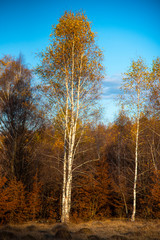 Fototapeta premium Birch tree landscape in the morning autumn