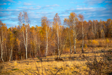 Birch tree landscape in the morning autumn