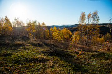 Fototapeta na wymiar Birch tree landscape in the morning autumn