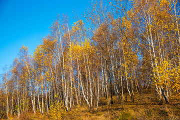 Birch tree landscape in the morning autumn
