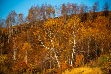 Birch tree landscape in the morning autumn