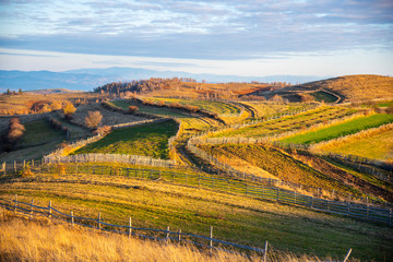 Birch tree landscape in the morning autumn