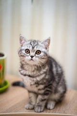 Fototapeta premium kotek szkocki kot brytyjski birma munchkin zwierzęta