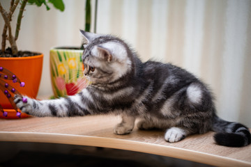 kitten scottish british cat burma munchkin animals