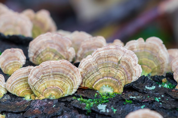 Violet-toothed polypores (Trichaptum biforme) growing on a tree log