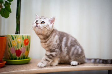kitten scottish british cat burma munchkin animals