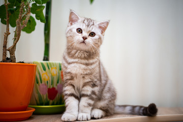 kitten scottish british cat burma munchkin animals