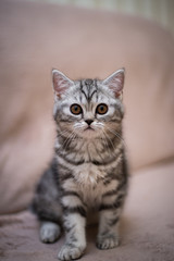 Naklejka na ściany i meble kitten scottish british cat burma munchkin animals