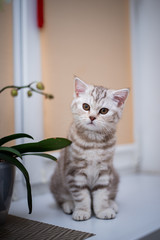 kitten scottish british cat burma munchkin animals