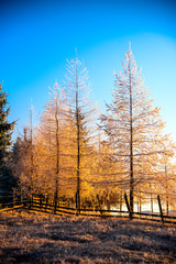 Morning winter landscape