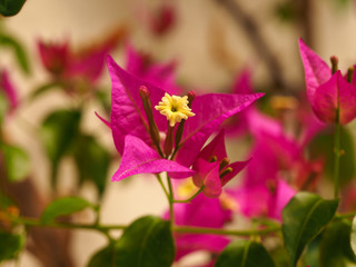 Inflorescence of Bougainvillea glabra with a yellow flower and bright pink bracts