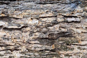 Textured, layered bark of a tree background with various bark color in brown and tan ~BARK OF TREE~