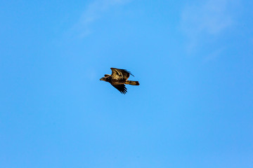 flying in the sky