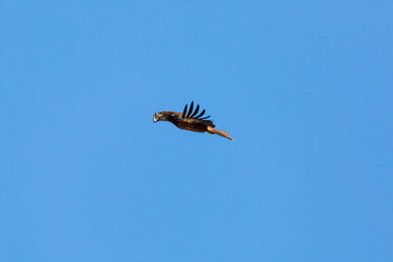 eagle in flight