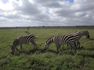 Fototapeta na wymiar Cebras de Kenia