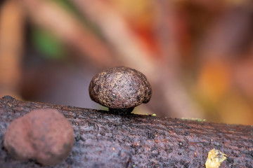 Coal fungus (Daldinia concentrica) growing on a branch