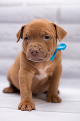 staff; Staffordshire Terrier; boxer; fighting