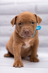 Fototapeta premium grooming staff; Staffordshire Terrier; boxer; fighting