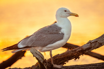 Gull in Danube Delta, Romania