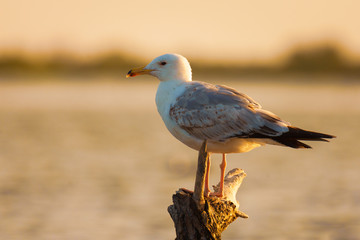 Gull in Danube Delta, Romania