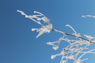 Snowy branch