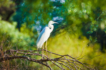 Great egret, Ardea alba in Danube Delta, Romania