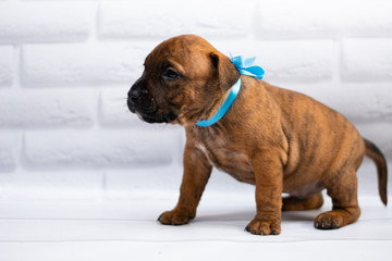 staff; Staffordshire Terrier; boxer; fighting